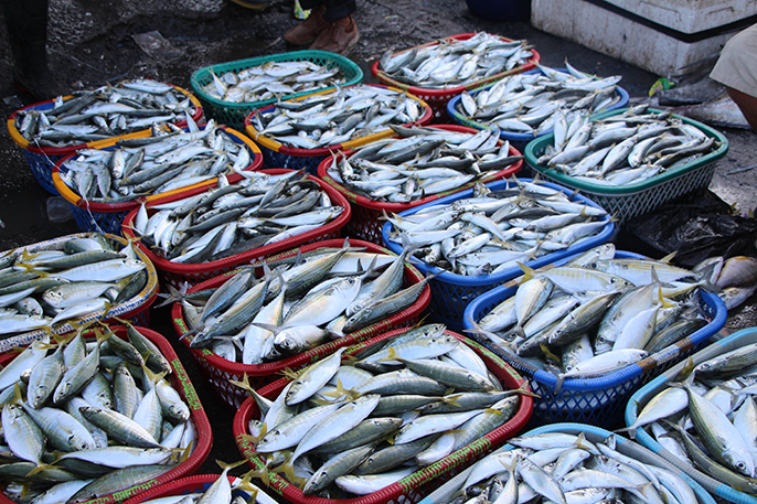 Ecologist Chelsea Rochman found plastic and fibrous debris in 25 percent of the fish sold in Indonesian and California markets.